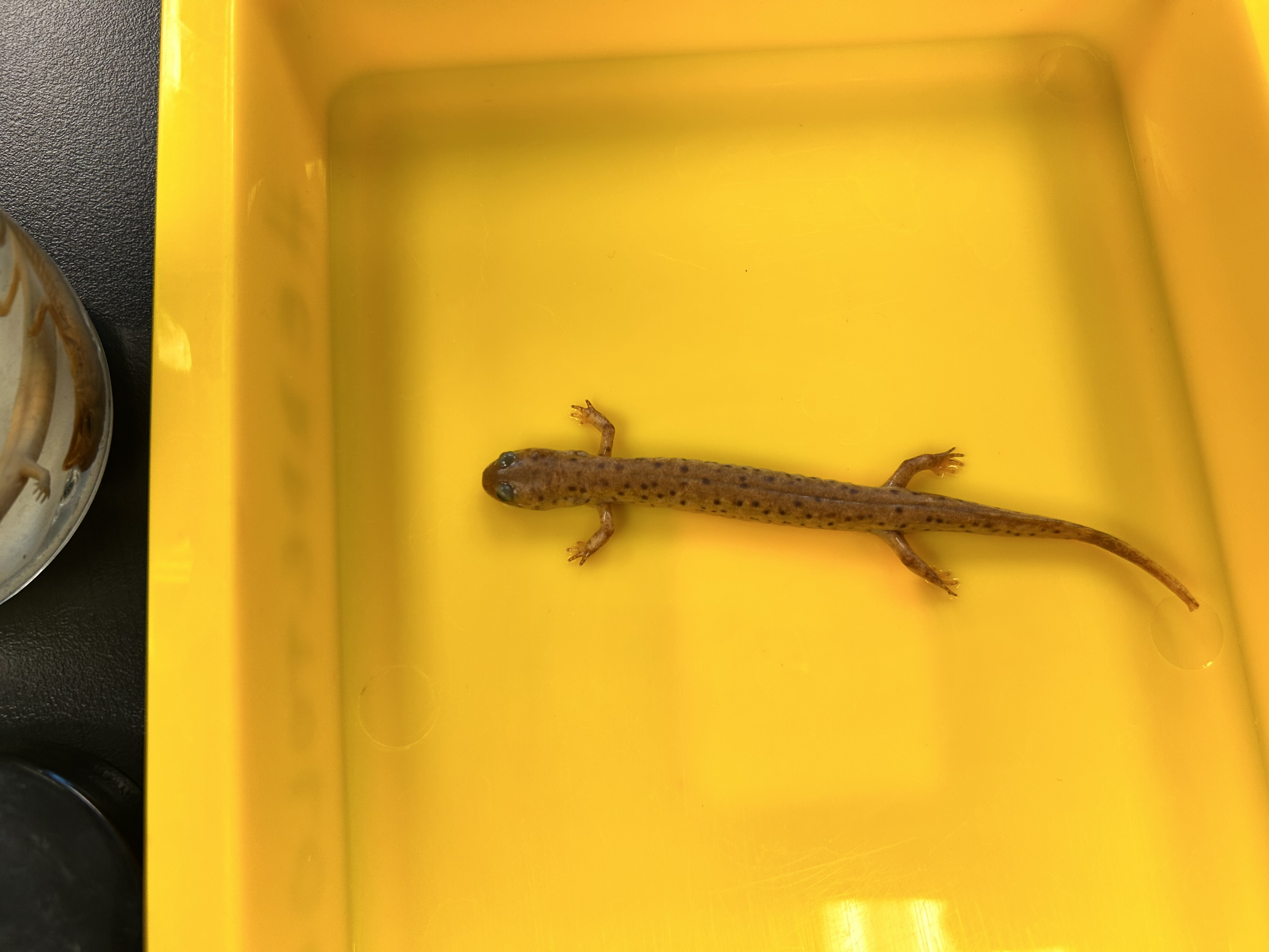 <p>-mud sal</p><p>-short tail, brown eyes, bright red dorsum</p><p>-spots round and well seperated</p><p>-common at lower elevations, swampy pools</p><p>-late fall eggs, 2 yr larvae</p><p>-plethodontidae</p>