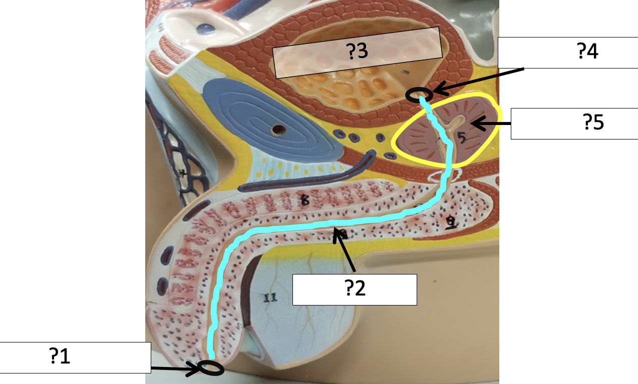 <p>5 Name the organ?</p>