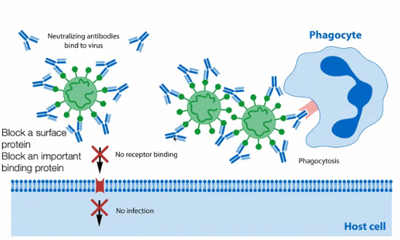 <p>Describe the function of antibodies</p>
