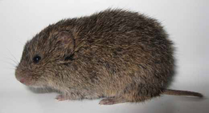 <p>Primarily associated with grassy or marshy habitats where they feed on grasses, sedges, bark, roots, and seeds.</p><p><strong>Short legs, short tails, small partially hidden ears, and small eyes. Fur dense and soft.</strong> </p>