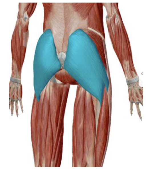<p>what is the name, action, and innervation of this muscle?</p>