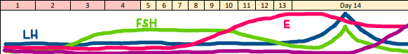 <p>Days 1-14 of the ovarian cycle, where estrogen dominantes </p><p>-Pulsatile GnRH → increase LH/FSH → stimulates ovaries</p><p>-FSH release leads to secretion of estradiol and production of a dominant follicle </p><p>-Rise in estrogen production causes negative feedback on the hypothalamus, which inhibits GnRH and production of new follicles </p>