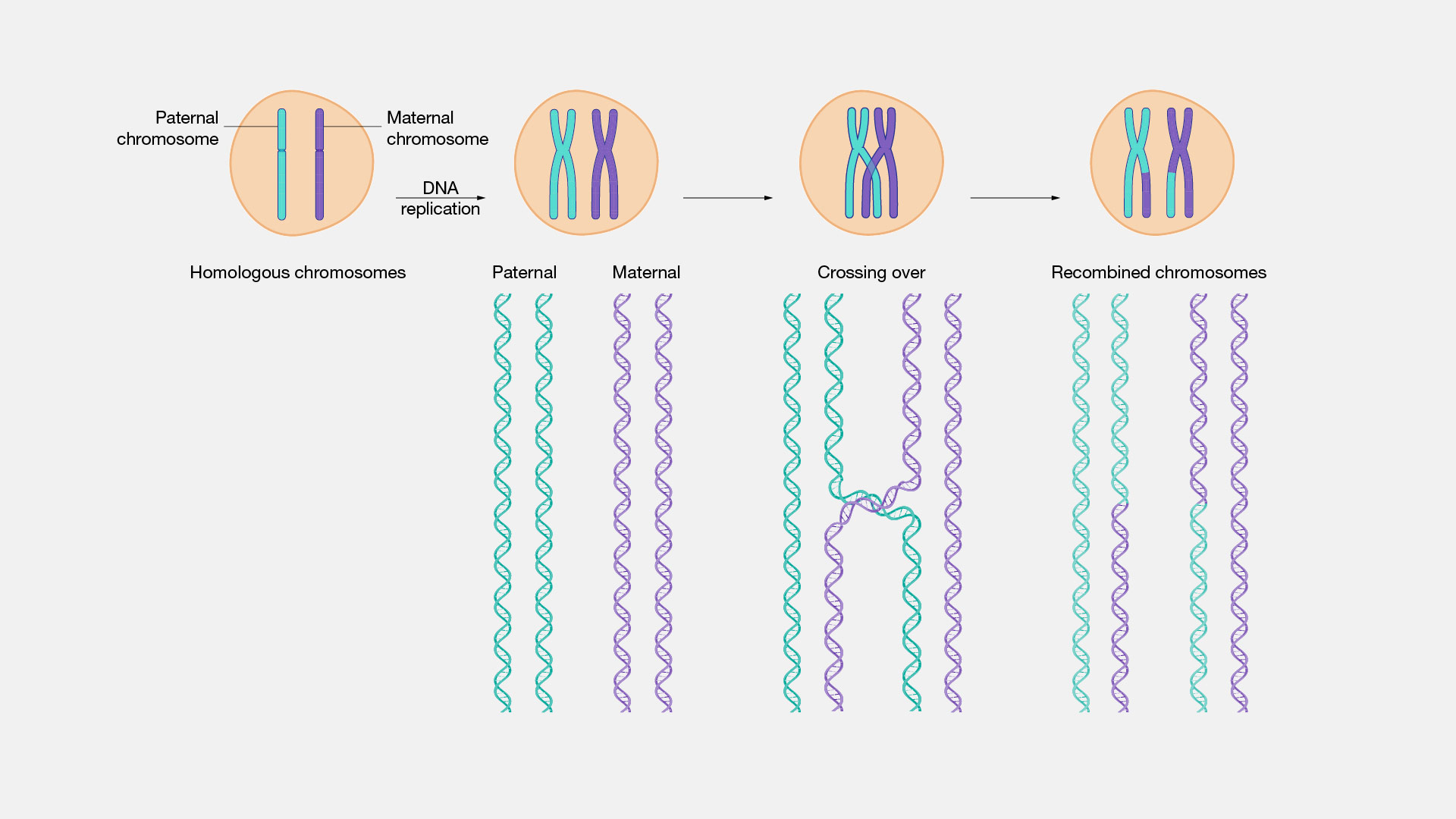 <p>the process where DNA strands break, swap segments, and rejoin, creating new combinations of alleles (prophase I)</p>