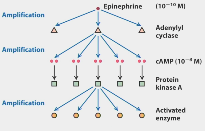<ul><li><p>due to multi-step activation</p></li><li><p>ex. single epinephrine signal (10<sup>-10</sup> M) → many adenylyl cyclases → cAMP (10<sup>-6</sup> M) → PKA → <strong>many</strong> activated enzymes → more product</p></li><li><p>response of cells is more sensitive than anticipated!!</p></li></ul><p></p>