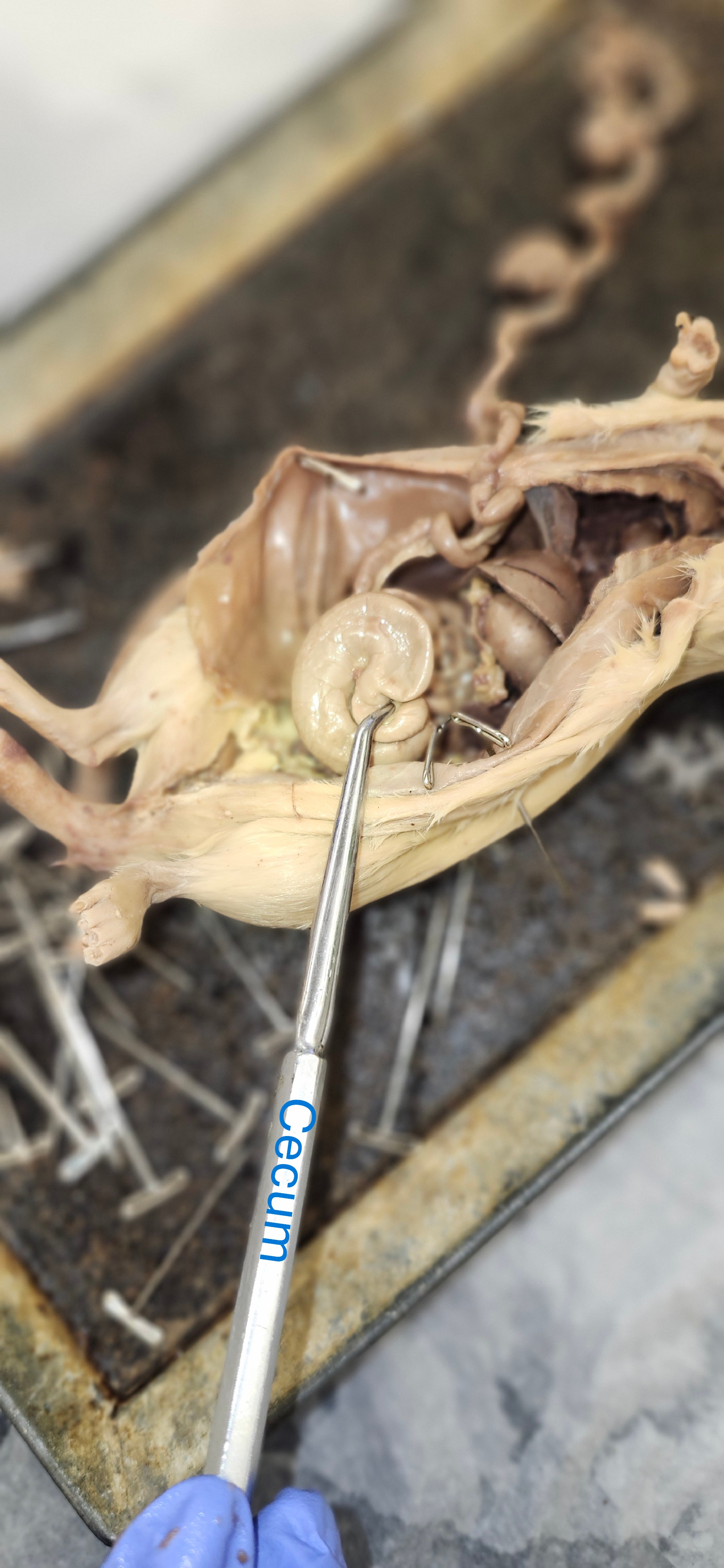 <p>cecum</p>
