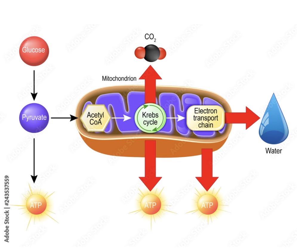 <p>Process of glycolysis in the cytoplasm → energy is generated through anaerobic and aerobic respiration</p><p></p><p>Notes: ??</p><ol><li><p><span>Mitochondrial energy production begins with glycolysis, </span><strong>a process occurring in the cytoplasm</strong><span> where glucose is broken down into two molecules of pyruvate, yielding a small amount of ATP and NADH.</span></p></li><li><p><strong>In the absence of oxygen, <em>anaerobic respiration</em></strong><span> occurs, where pyruvate is converted into lactic acid, generating only a small amount of ATP (about 5% of cellular energy). If oxygen becomes available, lactic acid can be converted back to pyruvate and will follow the next step.</span></p></li><li><p><strong>If oxygen is present</strong><span>, pyruvate enters the mitochondria for </span><strong><em>aerobic respiration</em></strong><span>, undergoing the Krebs cycle and oxidative phosphorylation to produce a substantial amount of ATP (about 95% of cellular energy).</span></p></li></ol><p></p>
