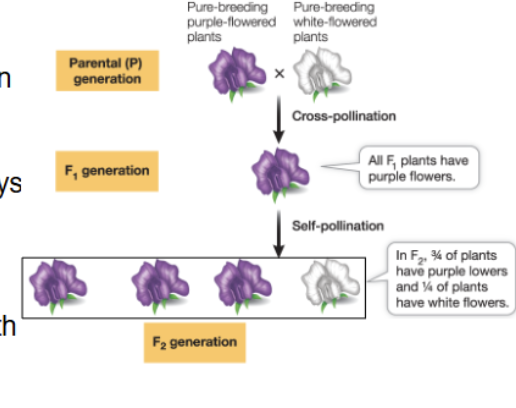 <ul><li><p>one trait disappeared in the F<sub>1</sub> generation and reappeared in the F<sub>2</sub> </p></li><li><p>the F<sub>2</sub> traits were always in a <strong><u>3:1 ratio</u></strong></p><ul><li><p>¼ had the trait that disappeared in the F<sub>1</sub> </p></li></ul></li><li><p>this <strong><u>disproved blending inheritance</u></strong> </p></li></ul><p></p>