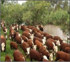 <p>Environmental factors that restrict population growth, such as food availability, predation, disease, and habitat space.</p>