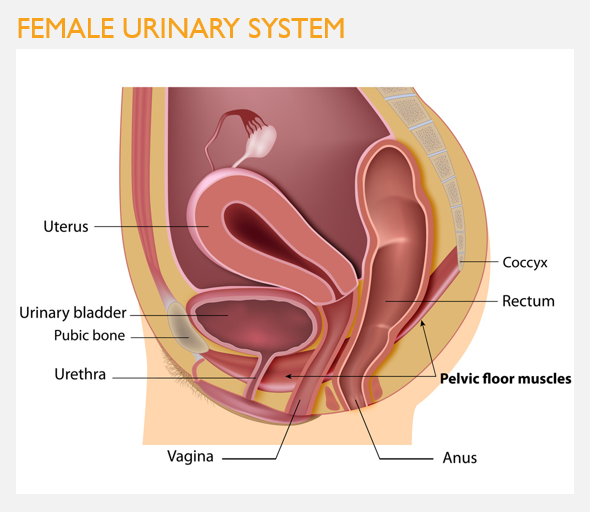 <p>Structure of the <strong>urinary system in females</strong></p>