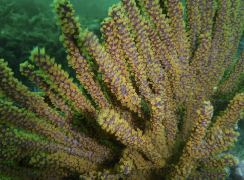 <p>Brown Gorgonian</p>