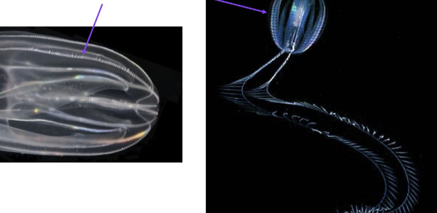 <p>phylum, arrows </p>