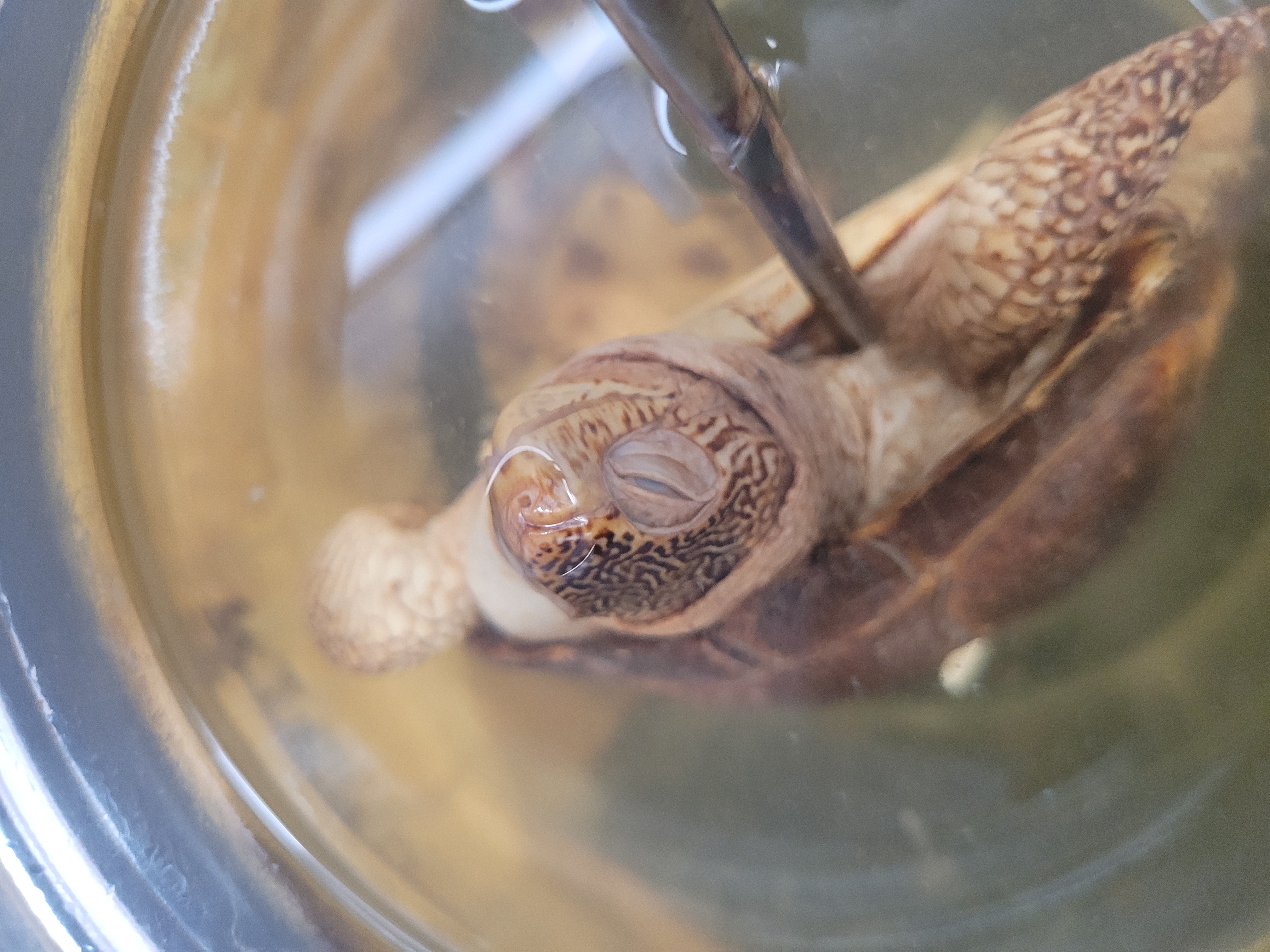 <p>What species is this</p>