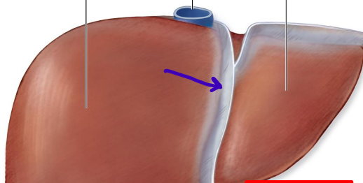 <p>divides right and left liver lobes</p>