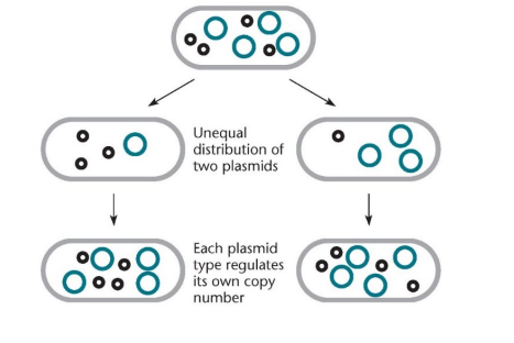 <p>Some plasmids cannot both exist in the same cell, controlled by origin of replication, inc or incompatibility groups (plasmids in same inc group cannot coexist). This occurs due to regulation of replication and partioning. </p>