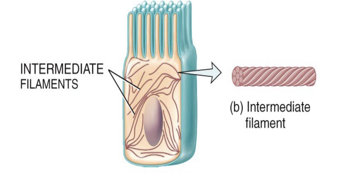 <p>Function of intermediate filaments</p>