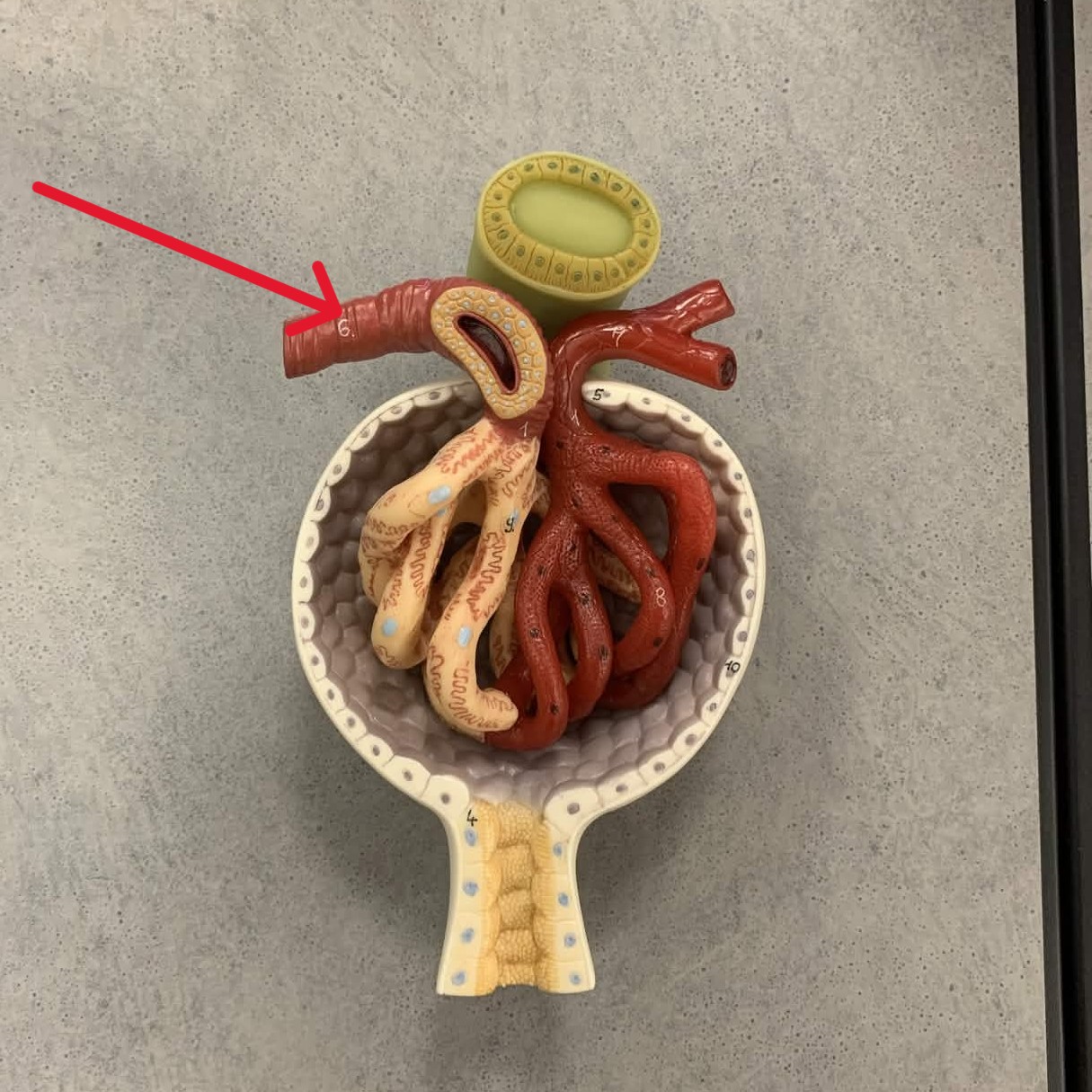 <p>Which part of renal corpuscle:</p><ul><li><p>Blood “arriving” into the glomerulus</p></li></ul><p></p>