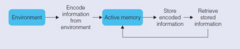 <p>Encoding is the process of registering information from the environment into memory.</p>
