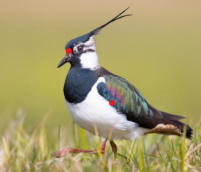 <p>Vanneau huppé</p>