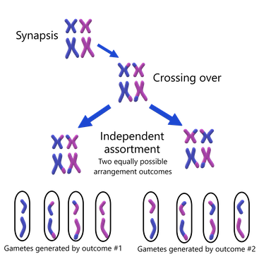 <ul><li><p>During metaphase 1 the homologous pairs line up, but can face either direction and the chance is random</p></li><li><p>Assorted independently as the orientation of one homologous pair doesn’t affect that of the other one</p></li><li><p>Is 2^(number of pairs) possibilities, 2²³ = 8 million</p></li></ul><p></p>
