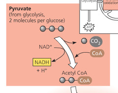 <p>Pyruvate dehydrogenase carries out pyruvate oxidation.</p><p>1. Decarboxylation- 3C pyruvate move from cytosol to mitochondria matrix where 1 CO2 released.</p><p>2. Oxidation- 2C molecule is converted to acetyl giving electrons to NAD and making NADH. </p><p>3. Coenzyme A binds to acetyl group and becomes Acetyl-CoA.</p><p>In total... 2NADH, 2CO2, 2 Acetyl CoA made.</p>