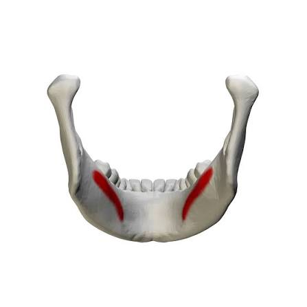 <p>Ridge on the inside of the mandible for muscle attachment</p>