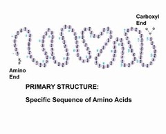 <p>The sequence (order) of amino acids</p>