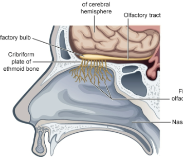 <p>CN I – Olfactory</p>