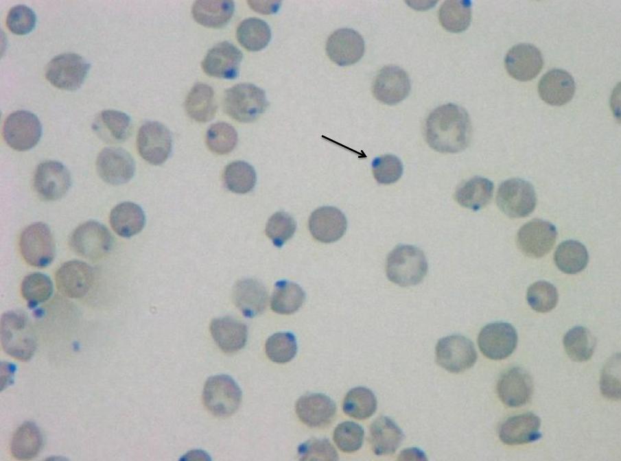 term image