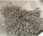 <p>what life form</p>