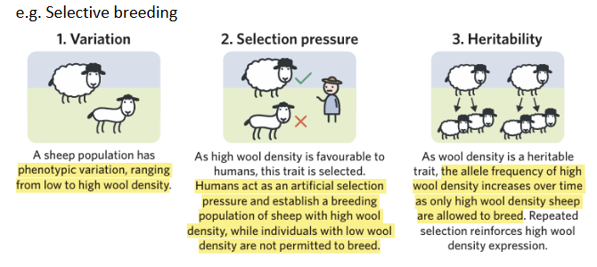 <p><span style="background-color: inherit; line-height: 20.7px; color: windowtext;">Examples include: sheep that produce high quality wool; chickens that lay large eggs; domestic dogs that are good at herding; horses that are strong for pulling ploughs; cows that produce lots of milk</span><span style="line-height: 20.7px; color: windowtext;"> </span></p>