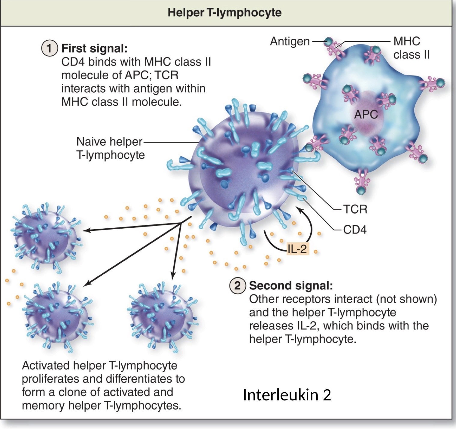 <p>Activation T-lymphocytes</p>