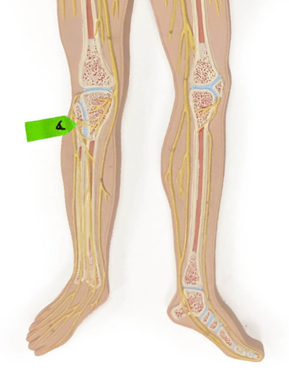 <p>Identify the nerve.</p>