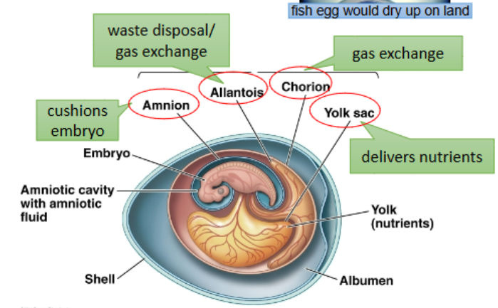 <p>Amniotic egg : reproduction freed from water</p><p>• amnion protects embryo w/in watery amniotic sac</p><p>• other extraembryonic membranes sustain embryo w/ </p><p>little water loss</p><p>• albumen stores water</p><p>• porous egg-shell protects, reduces water loss but allows</p><p>O2/CO2 exchange (rigidity varies w/ amt. of CaCO3)</p><p>• fertilization MUST be internal (before egg shell is made)</p>