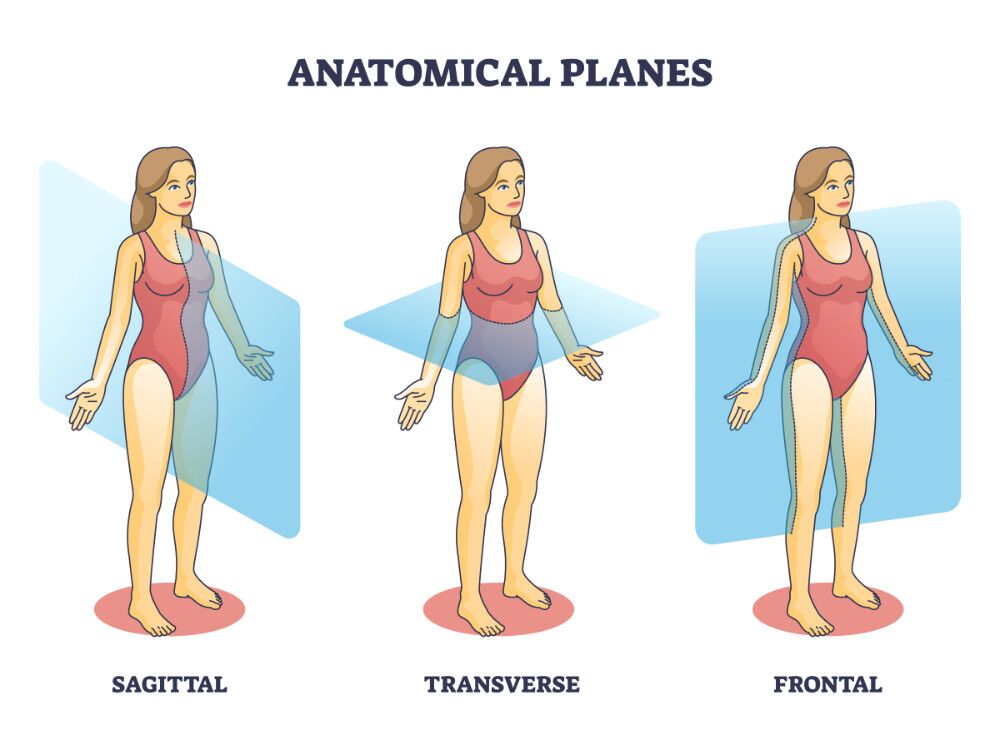 <p>Anterior and Posterior</p>