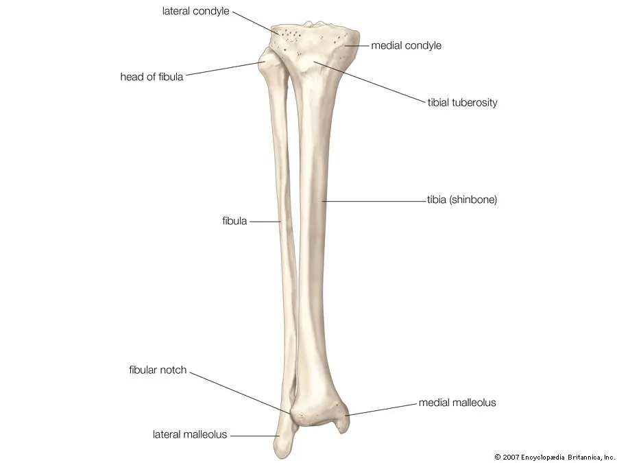 <p>Fibular Notch</p>