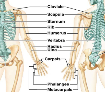 <p>Upper Limb (30 bones)</p><ul><li><p>Bone of the arm?</p></li><li><p>Bones of the forearm?</p></li><li><p>Wrist bones?</p></li><li><p>Palm bones?</p></li><li><p>Finger bones?</p></li></ul><p></p>