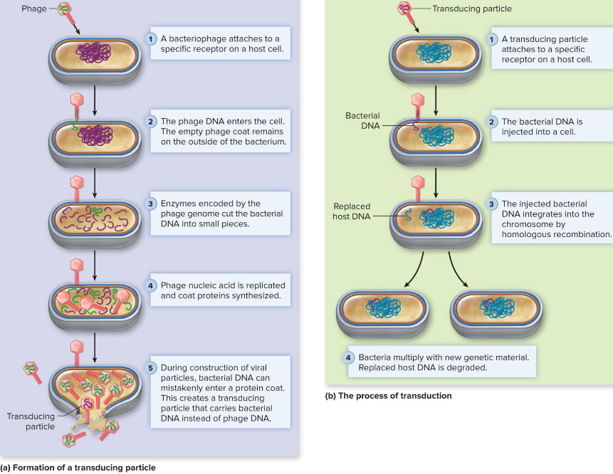 <ul><li><p>packaging error during assembly = bacterial rather than phage</p></li><li><p>homologous recombination</p></li><li><p>any bacterial gene can be transferred (“generalized transduction”)</p></li></ul><p></p>