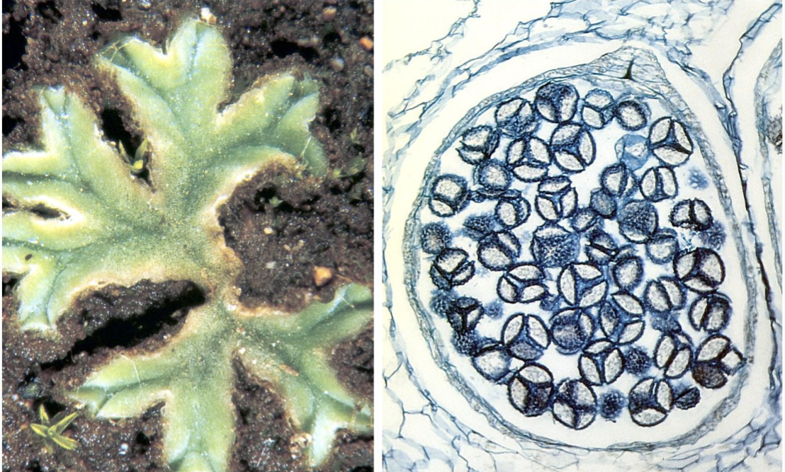 <p> one of the simplest</p><p>liverworts </p>