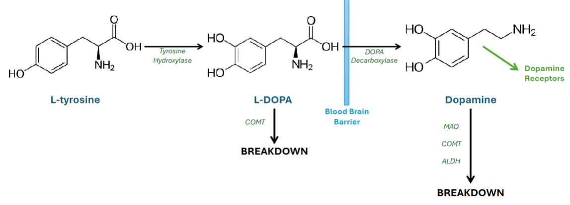 <p><span>L-tyrosine (first precursor) is converted to L-DOPA via  </span><span style="color: blue;">tyrosine hydroxylase</span></p><p><span>L-DOPA crosses the blood brain barrier (BBB)</span></p><p><span>L-DOPA is then converted to dopamine via </span><span style="color: blue;">DOPA decarboxylase</span></p><p><span>Dopamine is packaged and stored in synaptic vesicles by vesicular monoamine transporter (VMAT) and when released binds to post-synaptic dopamine receptors</span></p><p><span>Dopamine is broken down into inactive metabolites by:</span></p><ul><li><p><span style="color: blue;">Monoamine oxidase</span><span> (</span><span style="color: blue;">MAO</span><span>) →MAO-A and MAO-B</span></p></li><li><p><span style="color: blue;">Catechol-O-methyl transferase</span><span> (</span><span style="color: blue;">COMT</span><span>) (also involved in peripheral degradation of L-DOPA)</span></p></li><li><p><span style="color: blue;">Aldehyde dehydrogenase</span><span> (</span><span style="color: blue;">ALDH</span><span>)</span></p></li></ul><p><span>**</span><span style="color: blue;"> enzymes</span></p>