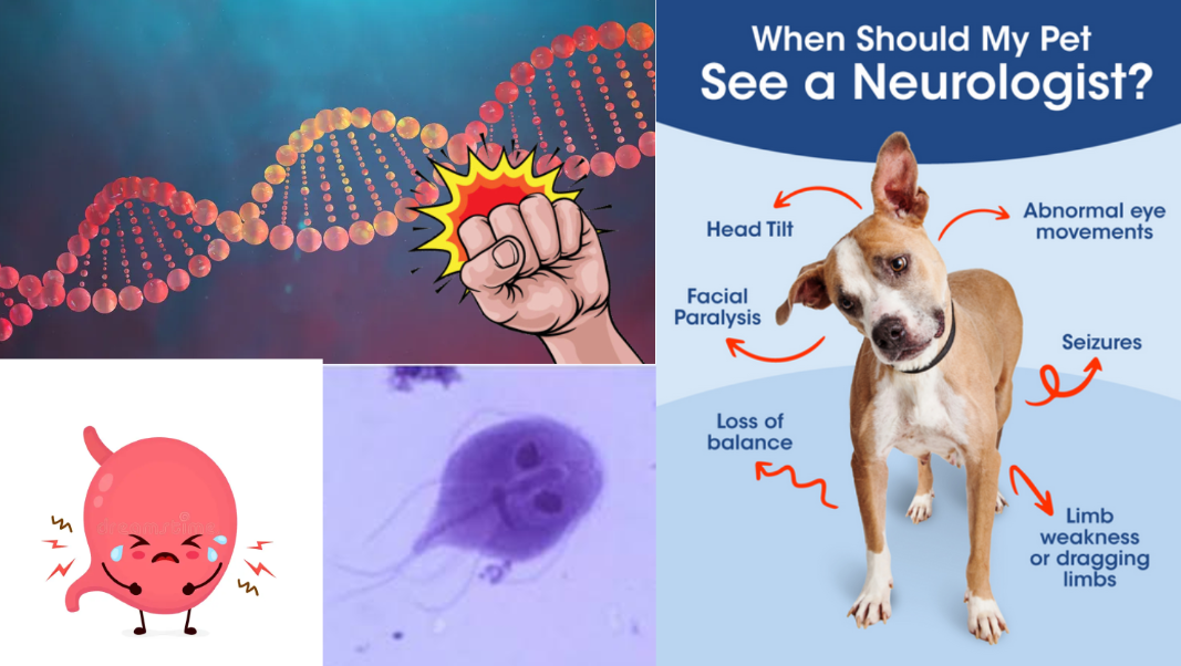 <p>GI infections, Giardia, Tritrichomonas, and inflammatory bowel disease. </p>