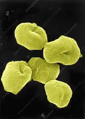 <p>0.5 μm</p>