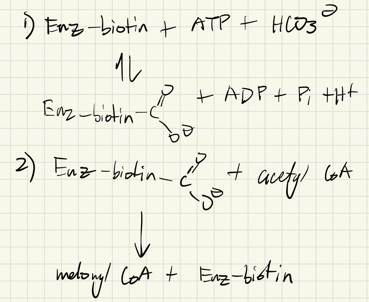 <p>Enzyme that converts Acetyl CoA into Malonyl CoA (Biotin dependent) by adding CO2 to AceCoA in 2 step process, ATP hydrolyzed</p><p>Second step is IRREVERSIBLE, committed step in FA synth</p>
