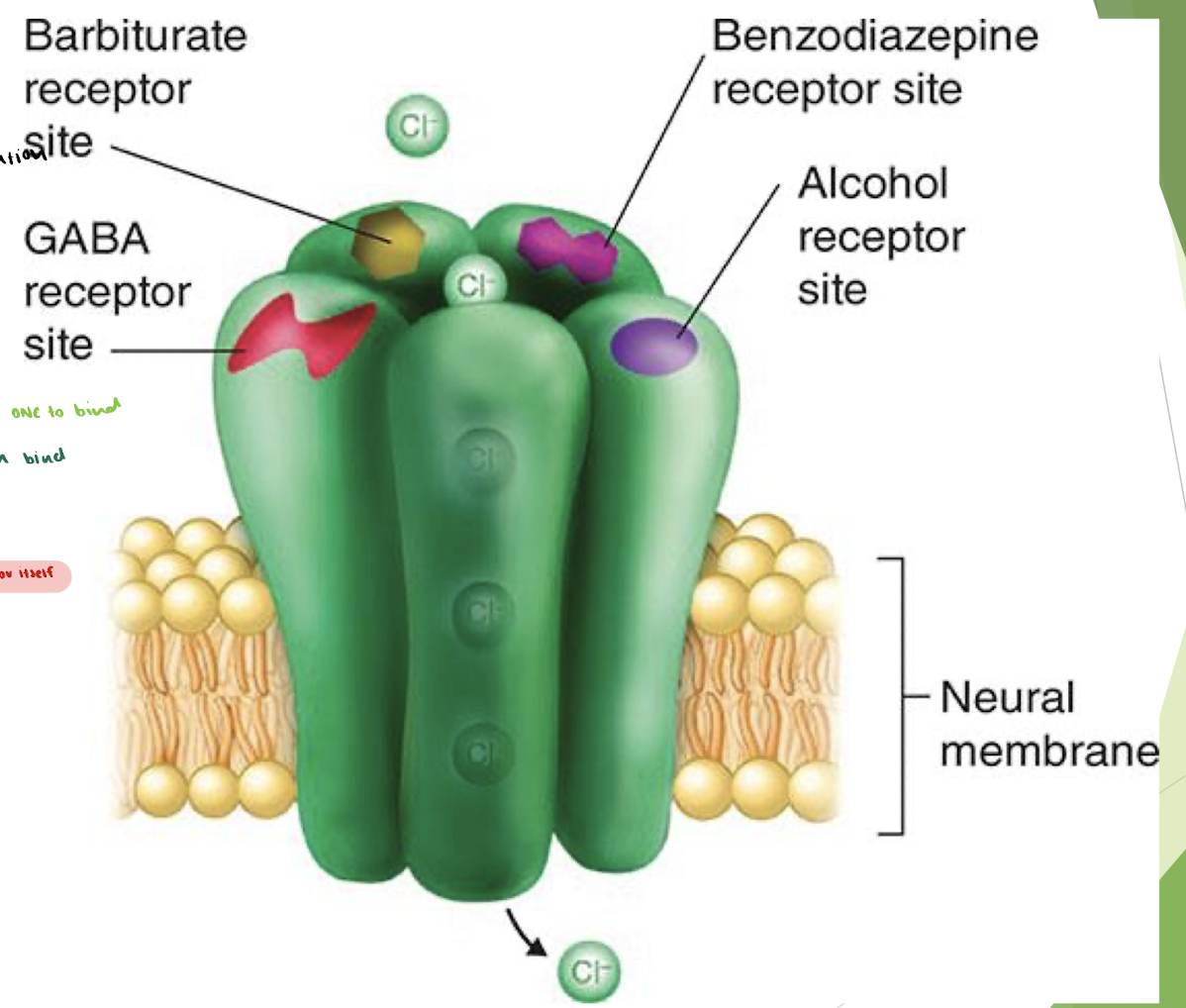 <ul><li><p>depressants ALL act on GABA receptors, but DIFFERENTLY, bc they bind at different sites → diff effects </p></li></ul><p></p><p>GABA receptor = inhibitory ion channel</p><ul><li><p>Cl- enters making cell MORE (-) → hyper polarization </p></li><li><p>requires 2 GABA’s binding to open</p></li></ul><p>     HOWEVER</p><p>     → 1 depressant + 1 GABA binding can open channel EASIER</p><p></p><p><span style="color: red;">NOTE: barbs are so dangerous bc @ high [barb] it can open the receptor BY ITSELF</span></p><p></p>