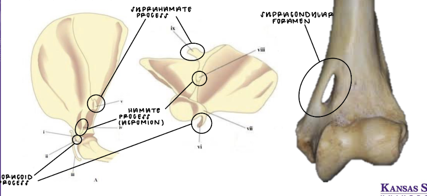 <p>How might a cat appendicular skeleton differ from that of a dog?</p>