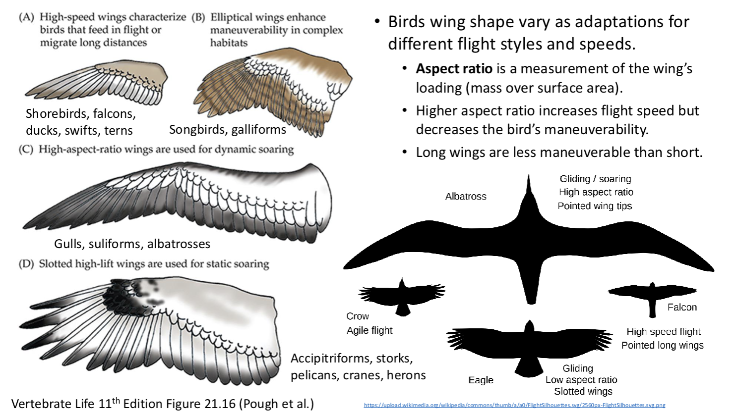 <ul><li><p>reveal different flight capabilities</p></li><li><p>aspect ratio = measurement of the wings loading (mass over surface area)</p></li><li><p>higher aspect ratio increases flight speed but decreases maneuverability, long wings are less maneuverable than short</p></li><li><p>soaring uses air columns over slopes or water where no flapping is required to save energy </p></li></ul><p></p>
