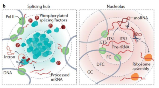 <p>membrane-less, micron-scale compartments, concentrate proteins/nucleic acids, involved in cellular processes, formation driven by multivalent macromolecular interactions (protein:RNA, protein:protein), contributes to A/B compartment self-interactions</p>