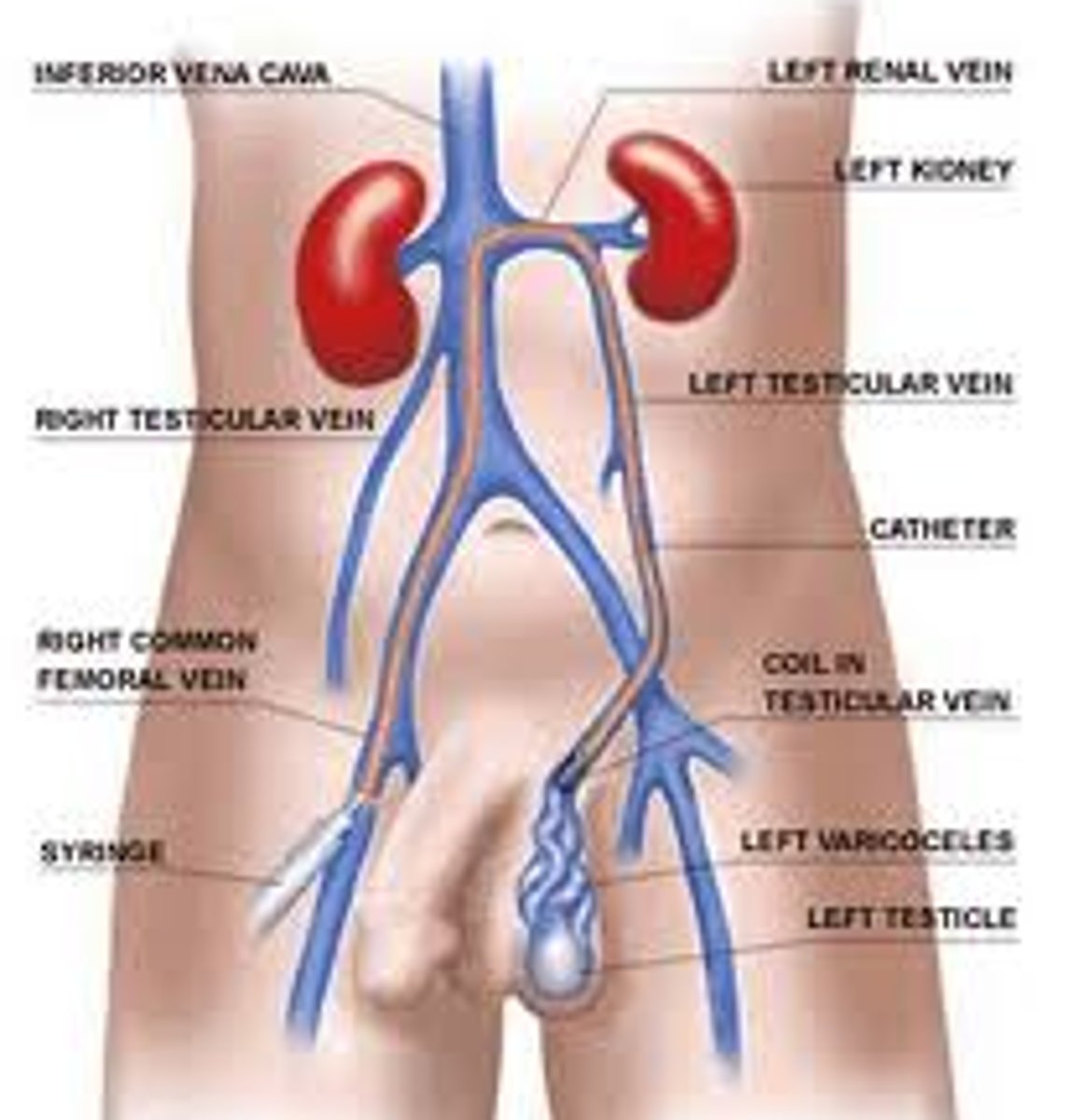 <p>what is the largest vein in the body?</p>
