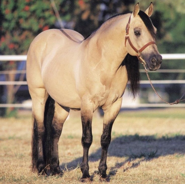<p>body color is gold or yellow with mane/tail based on base color and typically have dorsal stripe and primitive markings on their legs and transverse stripe at their withers</p>