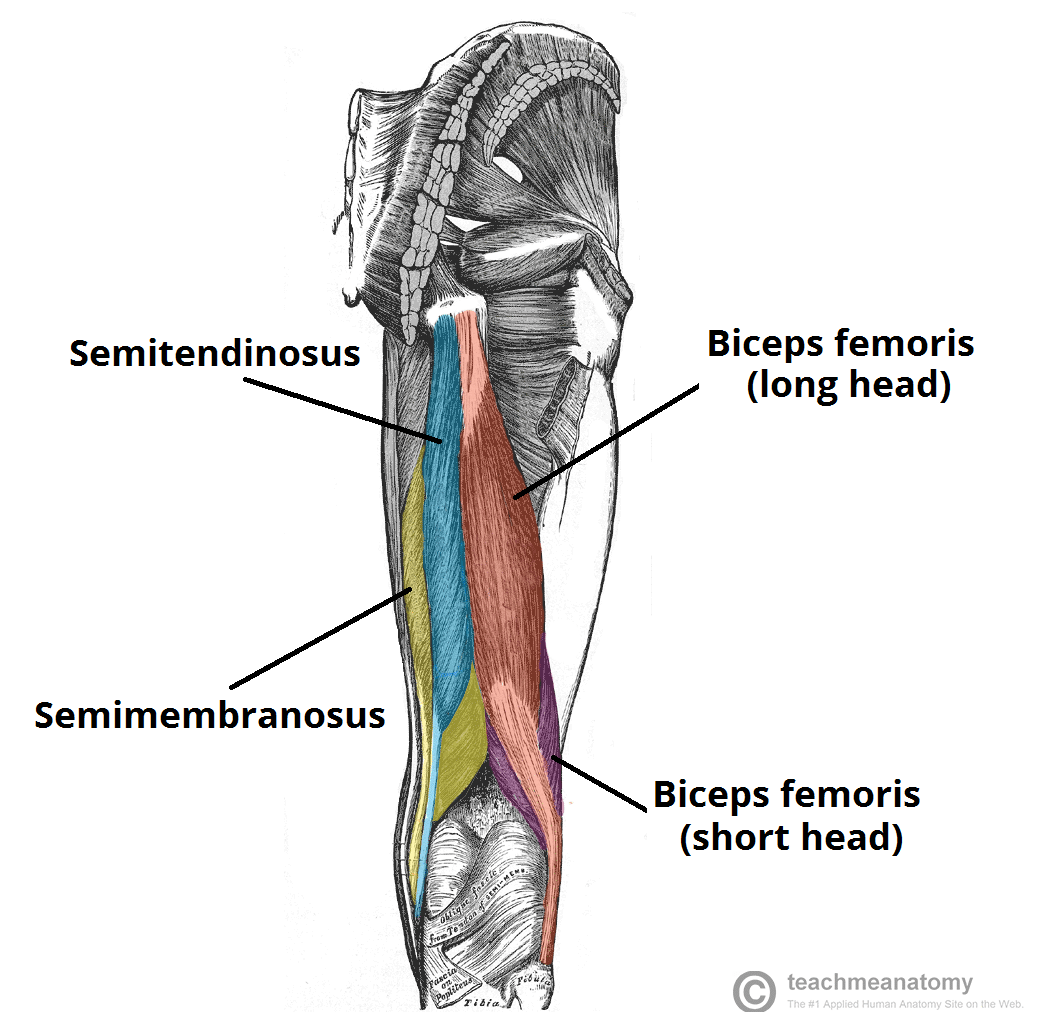 <p>Biceps Femoris</p>