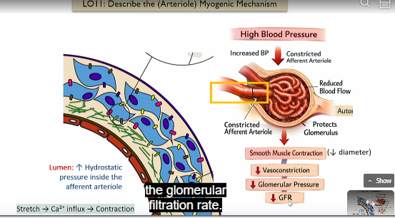 <p>Intrinsic control of GFR</p><p></p><ol><li><p>High blood pressure leads to increased hydrostatic pressure inside the afferent atriole leads to a stretch</p></li><li><p>stretch leads to an influx in ca2+</p></li><li><p>ca2+ leads to contraction </p></li><li><p>diameter then decreases in afferent atriole</p></li><li><p>this leads to vasoconstriction</p></li><li><p>Leads to lower glomerular pressure</p></li><li><p>less net flow from glomerulus to capsule space of bowman’s capsule</p></li><li><p>lower GFR</p></li></ol><p></p>
